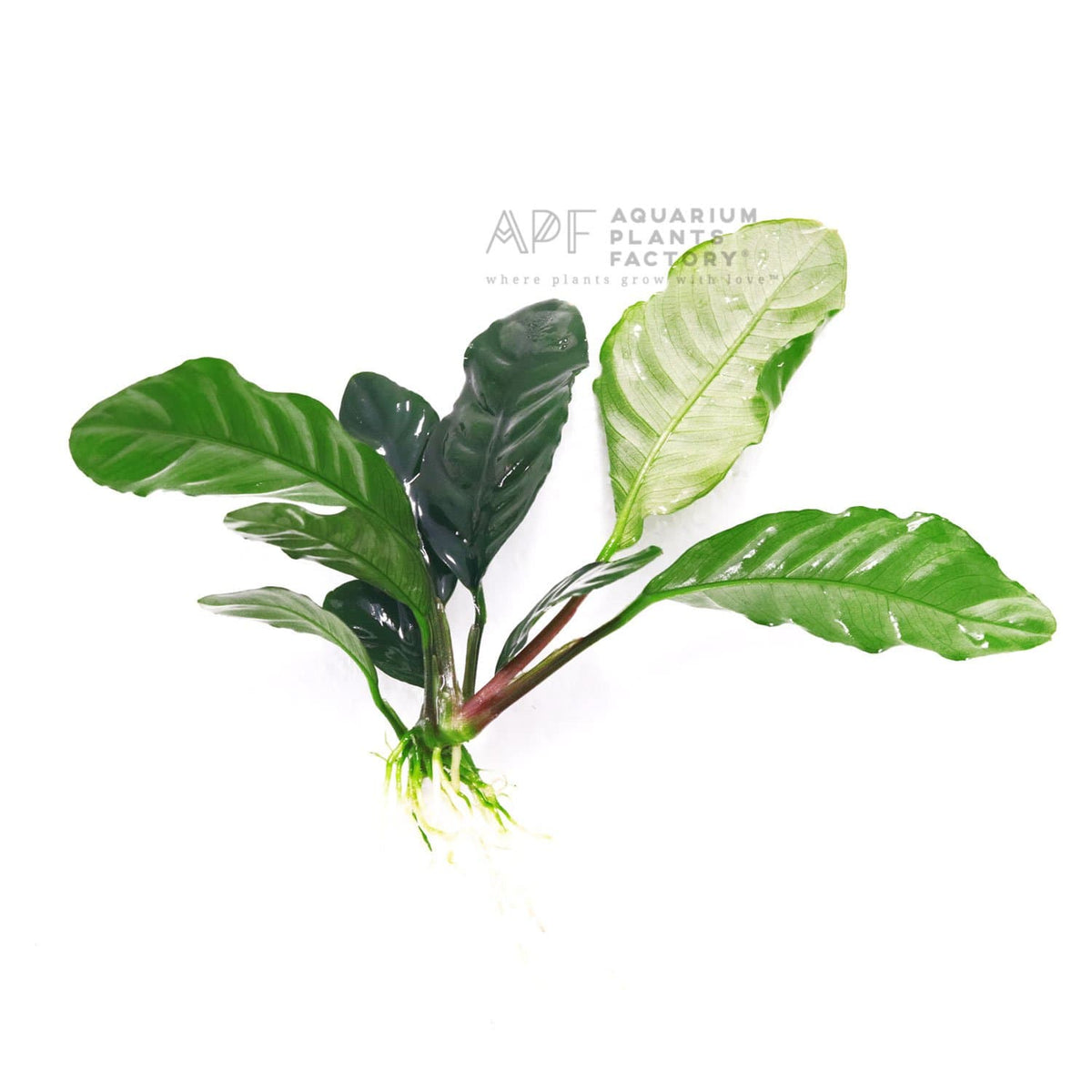 Anubias Coffeefolia, photo 5