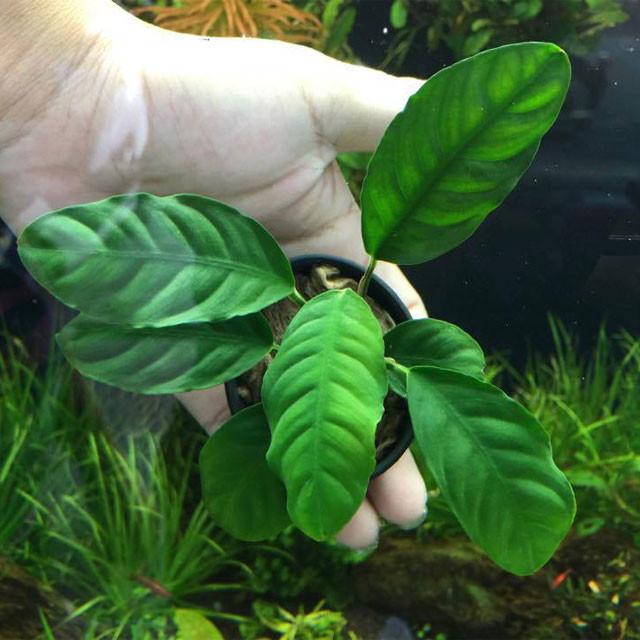 Anubias Coffeefolia - Aquarium Plants Factory