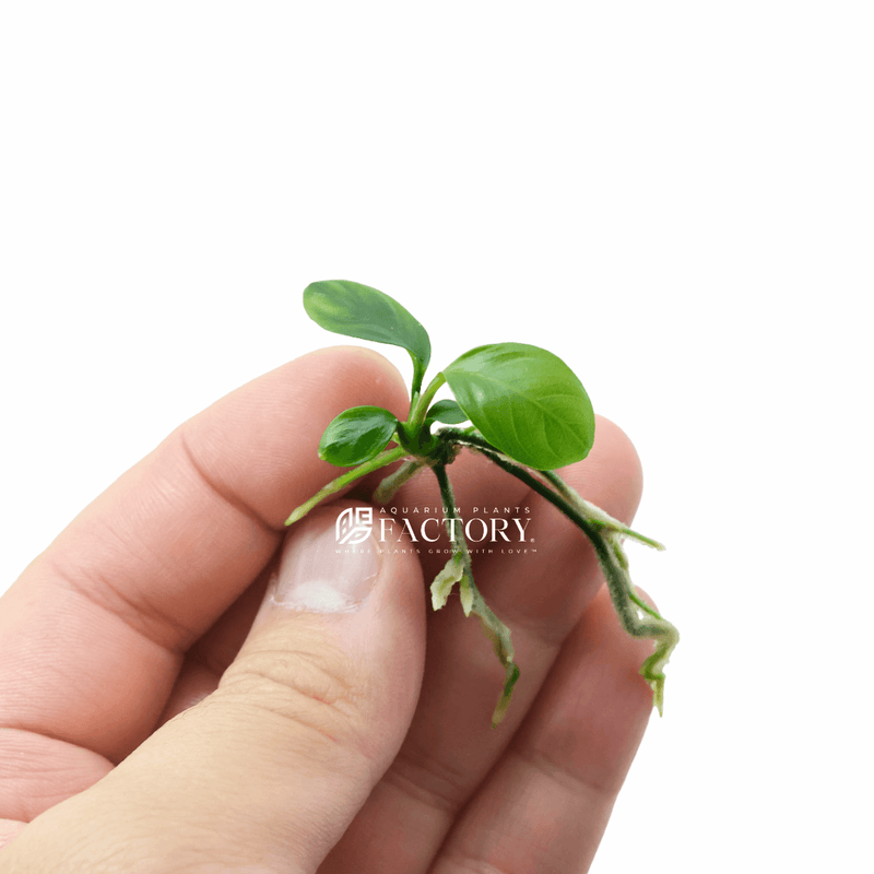 Anubias Coffeefolia Mini Size Aquarium Plants Factory®