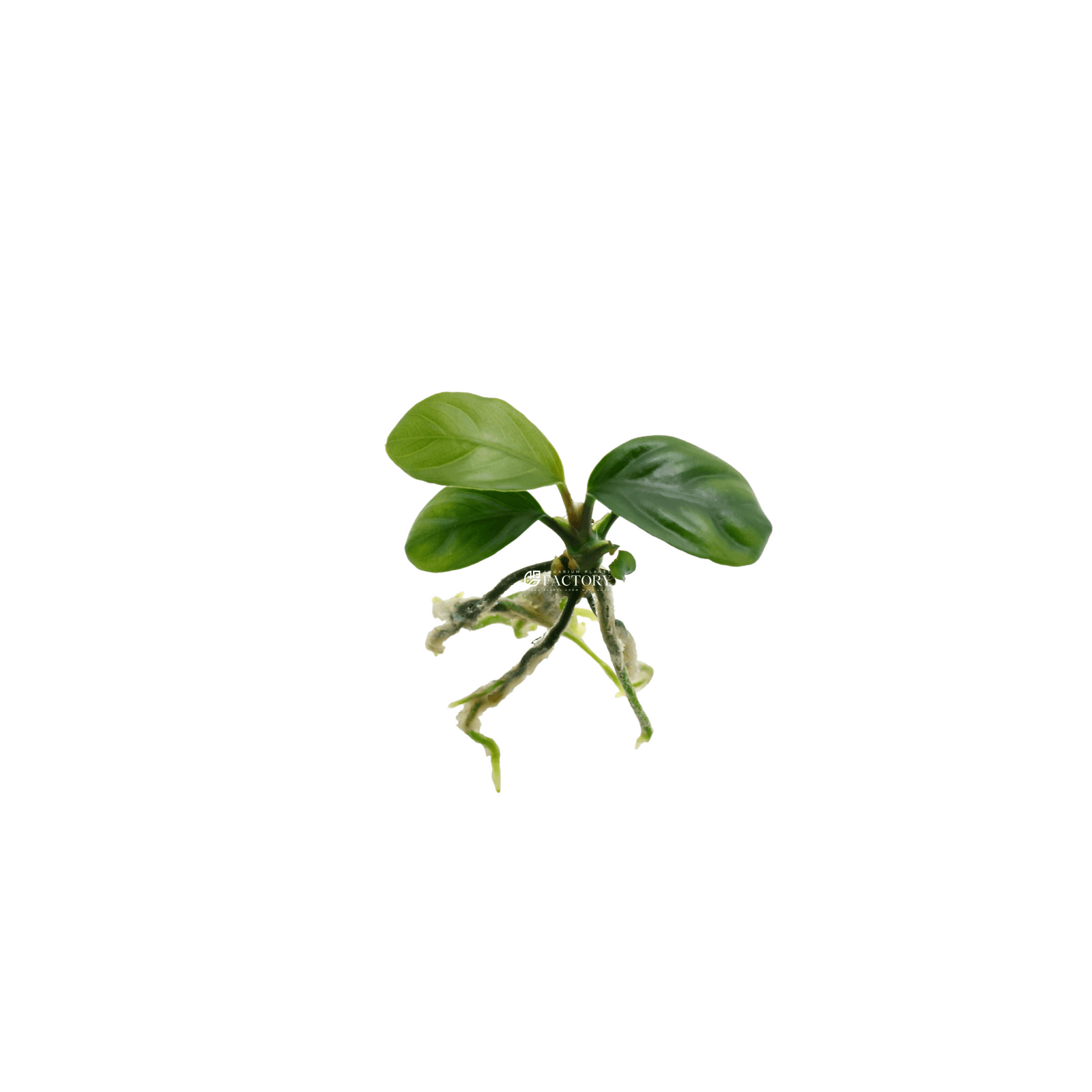 Anubias coffeefolia is a distinctive and attractive aquarium plant, well-loved for its unique leaf texture and robust growth. Originating from West Africa, it's a variation of the Anubias species that's particularly popular in planted aquariums due to its aesthetic appeal and low maintenance requirements.