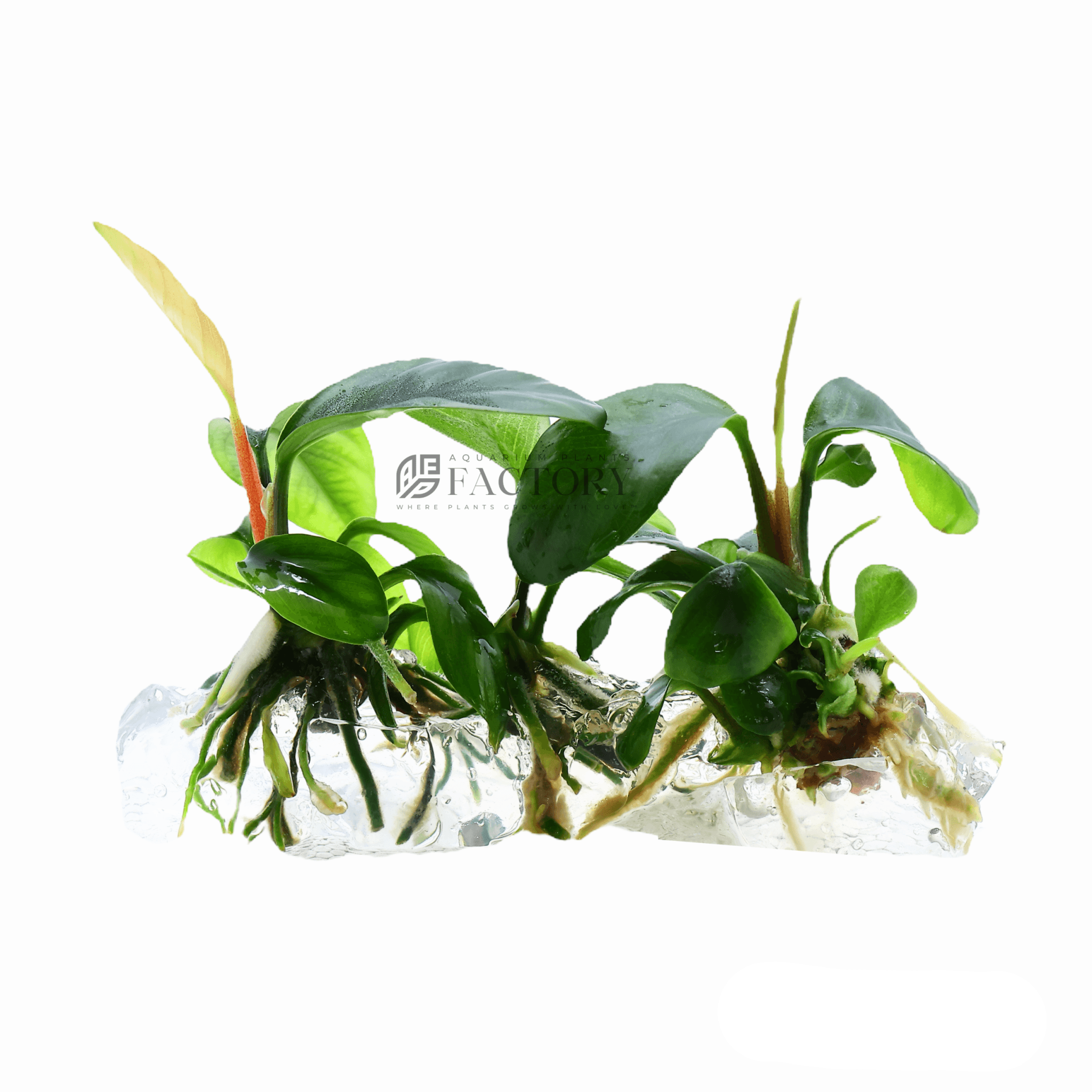 Anubias Coffeefolia Tissue Culture APF Aquarium Plants Factory®