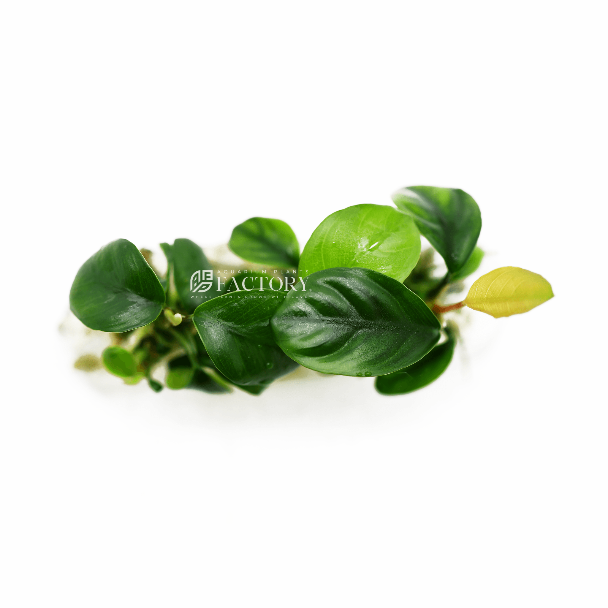 Anubias Coffeefolia Tissue Culture In Vitro APF Aquarium Plants Factory®