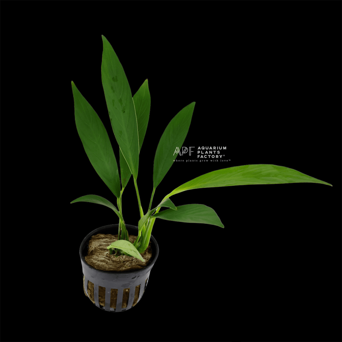 Anubias Congensis with elongated, lance-shaped leaves in a dense, bushy formation