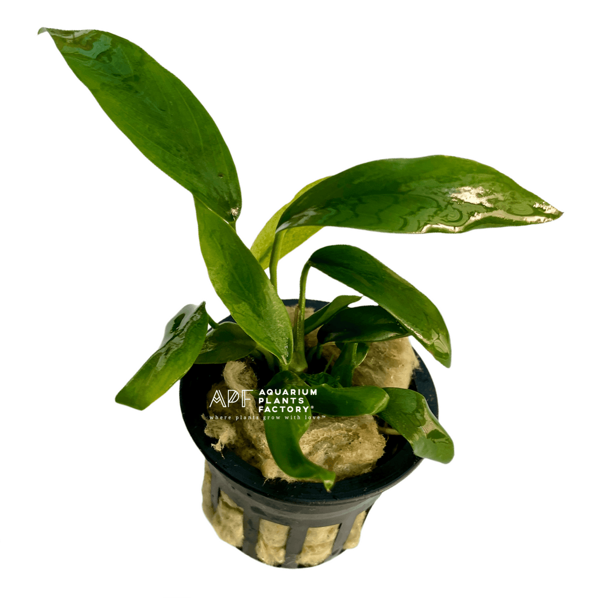 Anubias Congensis