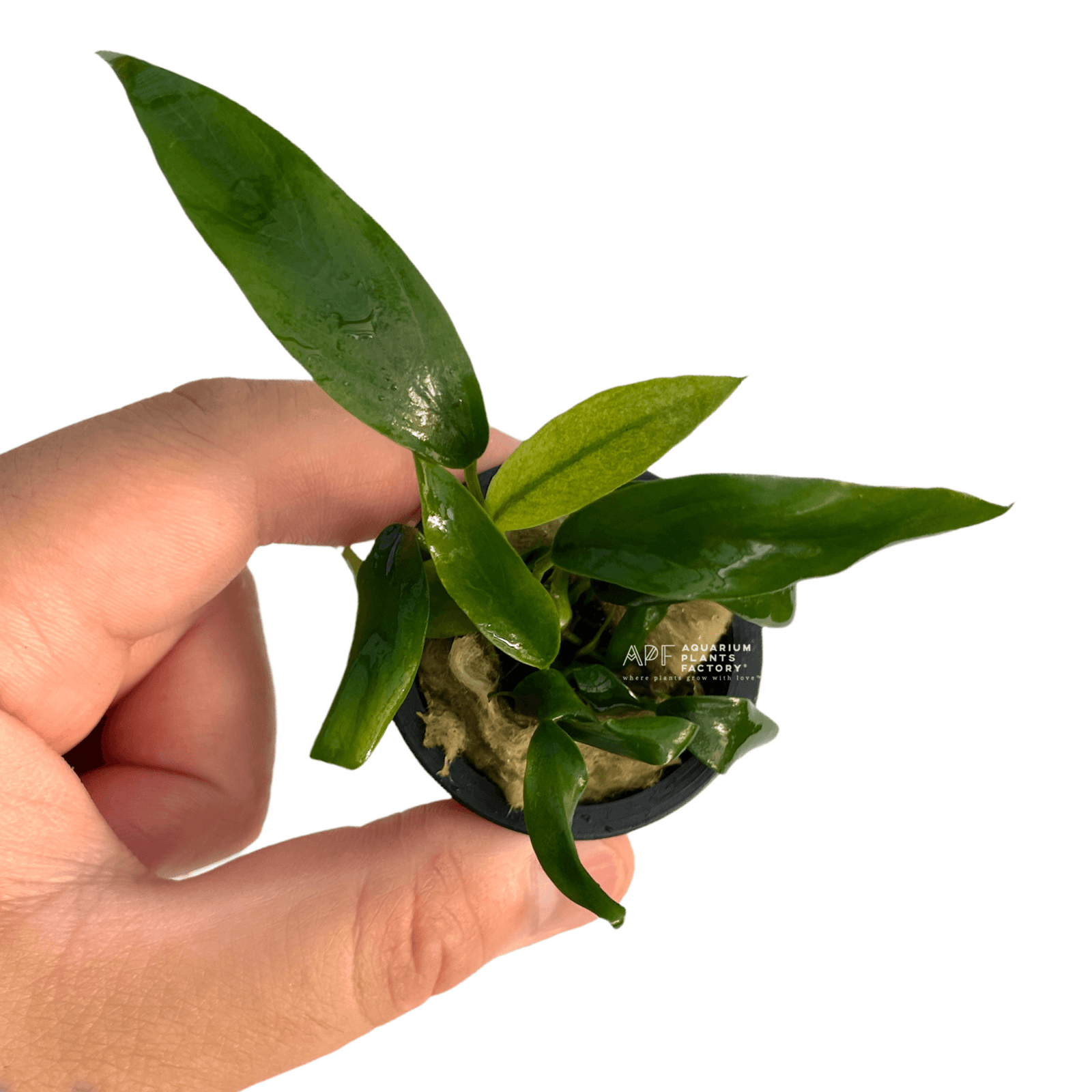 Anubias Congensis - Aquarium Plants Factory