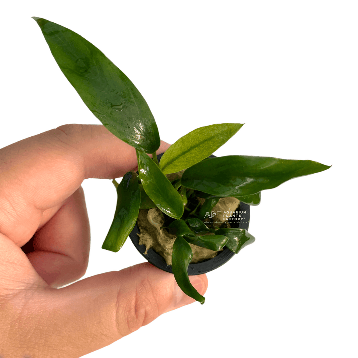 Anubias Congensis, photo 4