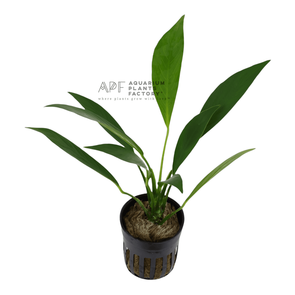 Anubias Congensis aquarium plant