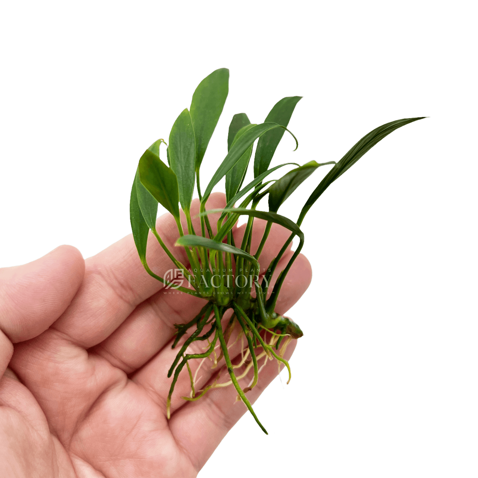 Anubias Congensis Mini Bare-root APF Aquarium Plants Factory