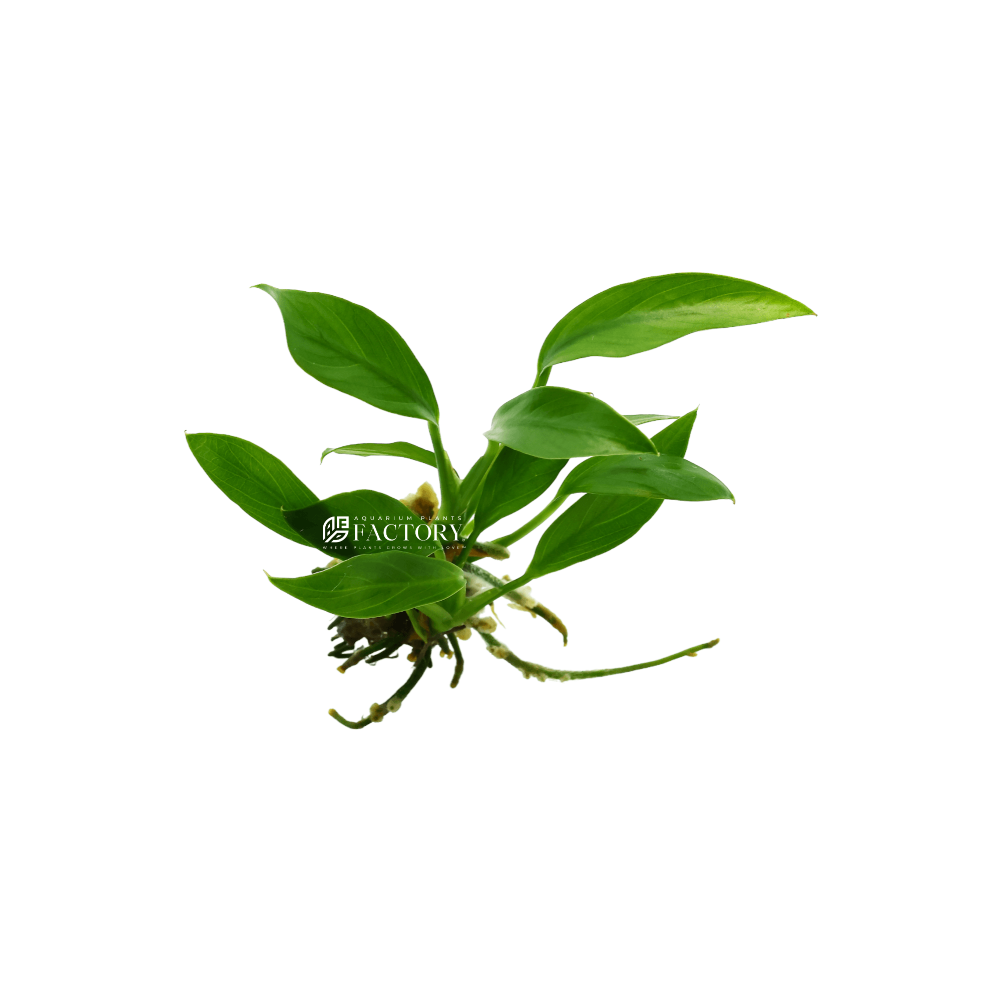 Enhance your nano aquarium with Anubias Congensis (Small Size). Its unique appearance, ease of care, and adaptability make it a perfect choice for any aquascape. Order this stunning Anubias variety today and watch it transform your tank into a vibrant, green paradise.