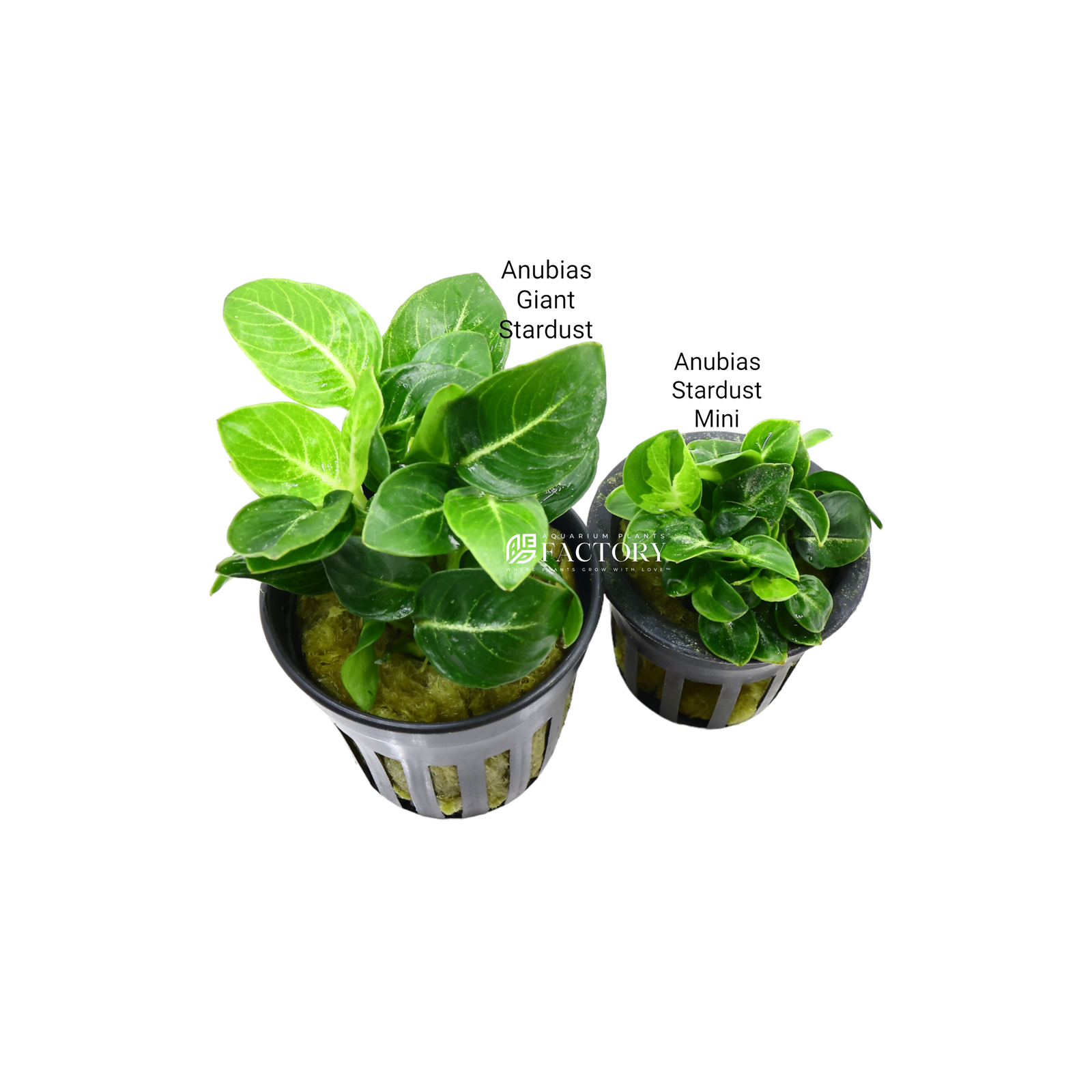 Anubias Giant Stardust vs Anubias Stardust Mini from APF Aquarium Plants Factory®