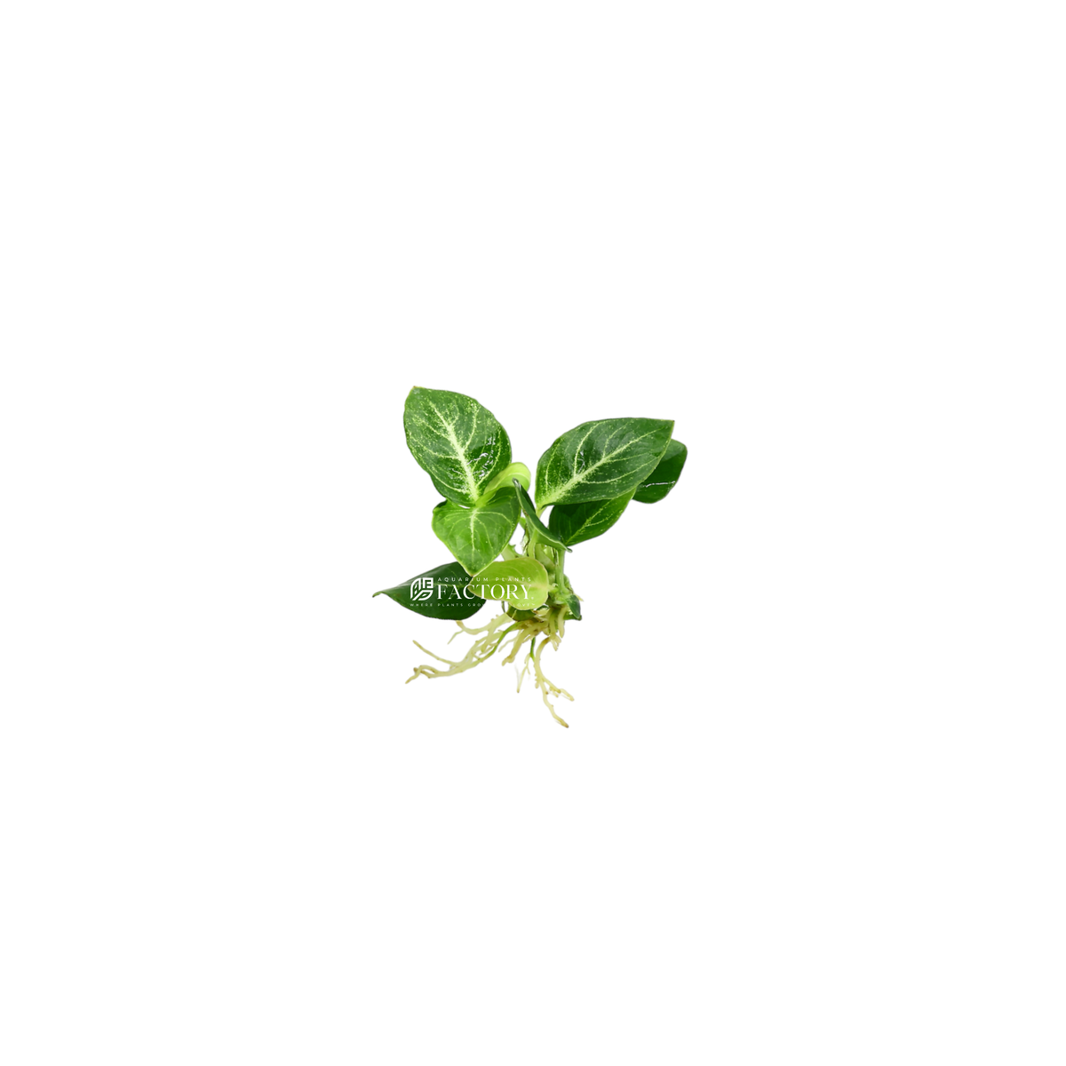 Anubias Giant Stardust aquarium plant, photo 2
