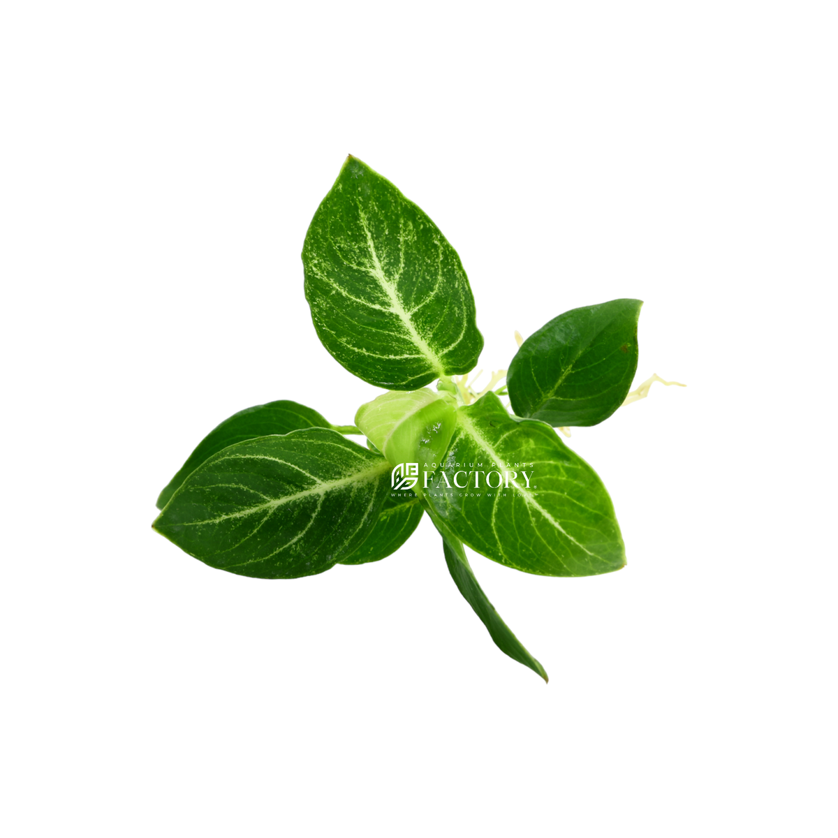 Anubias Giant Stardust aquarium plant