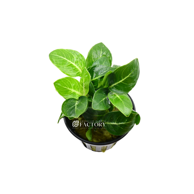 Anubias Giant Stardust is a type of aquatic plant that belongs to the family Araceae. It is a variant of the Anubias barteri plant and is popular in aquariums due to its unique appearance. The leaves of the Anubias Giant Stardust are dark green with white speckles, which gives them a striking and distinctive appearance.