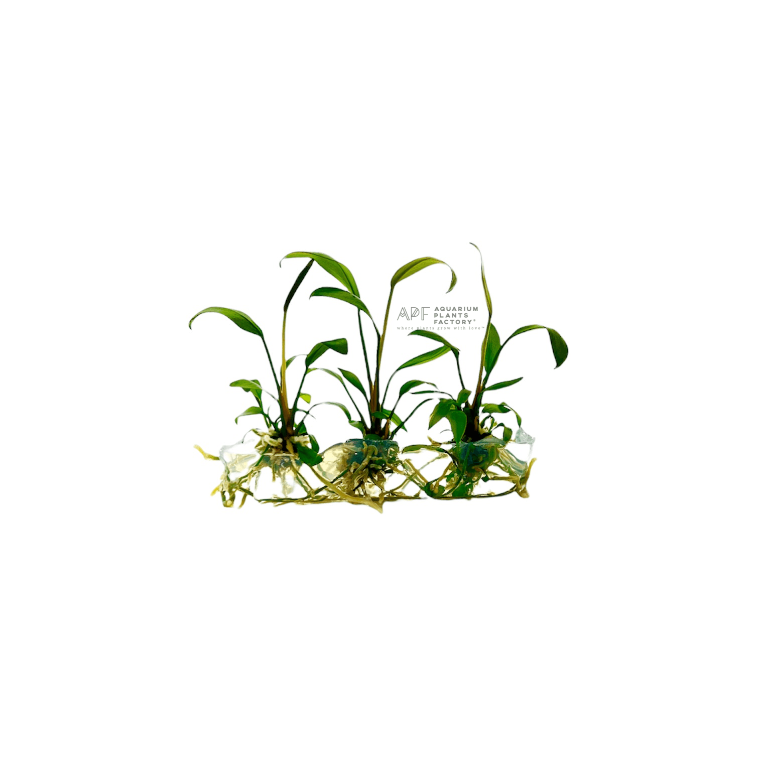 Anubias Hastifolia Tissue Culture APF Aquarium Plants Factory®