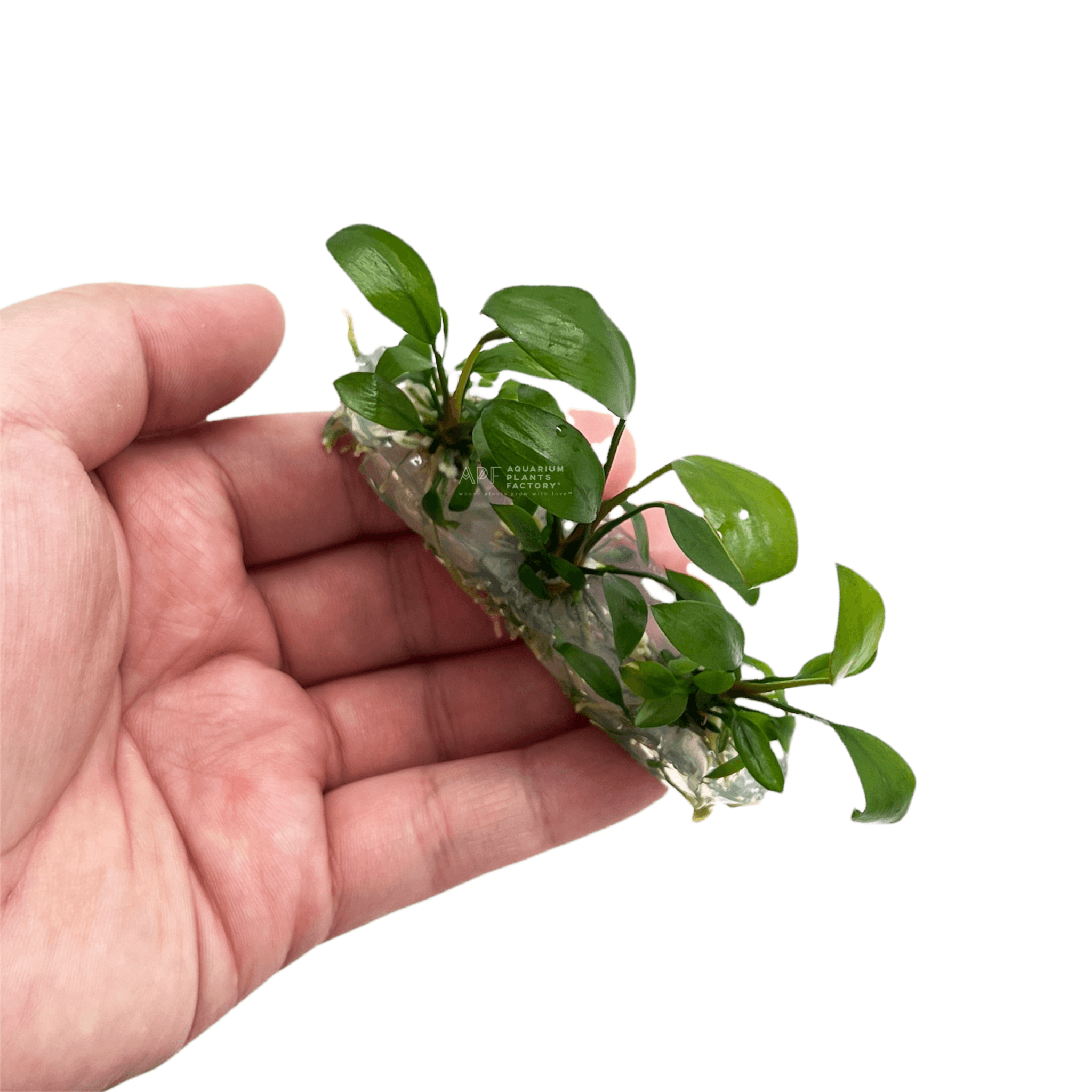 Anubias Hastifolia Tissue Culture APF Aquarium Plants Factory®