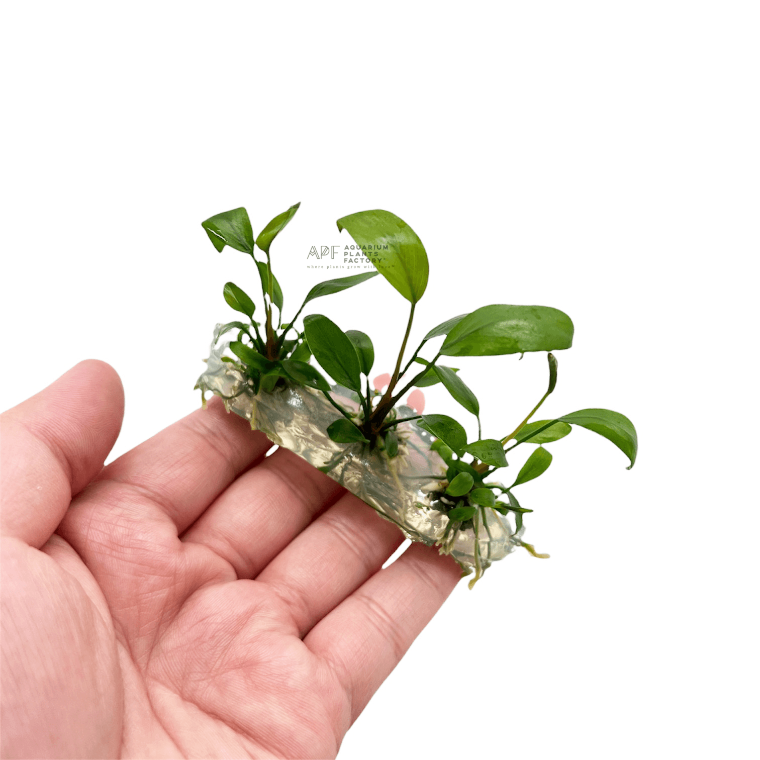 Anubias Hastifolia Tissue Culture APF Aquarium Plants Factory®