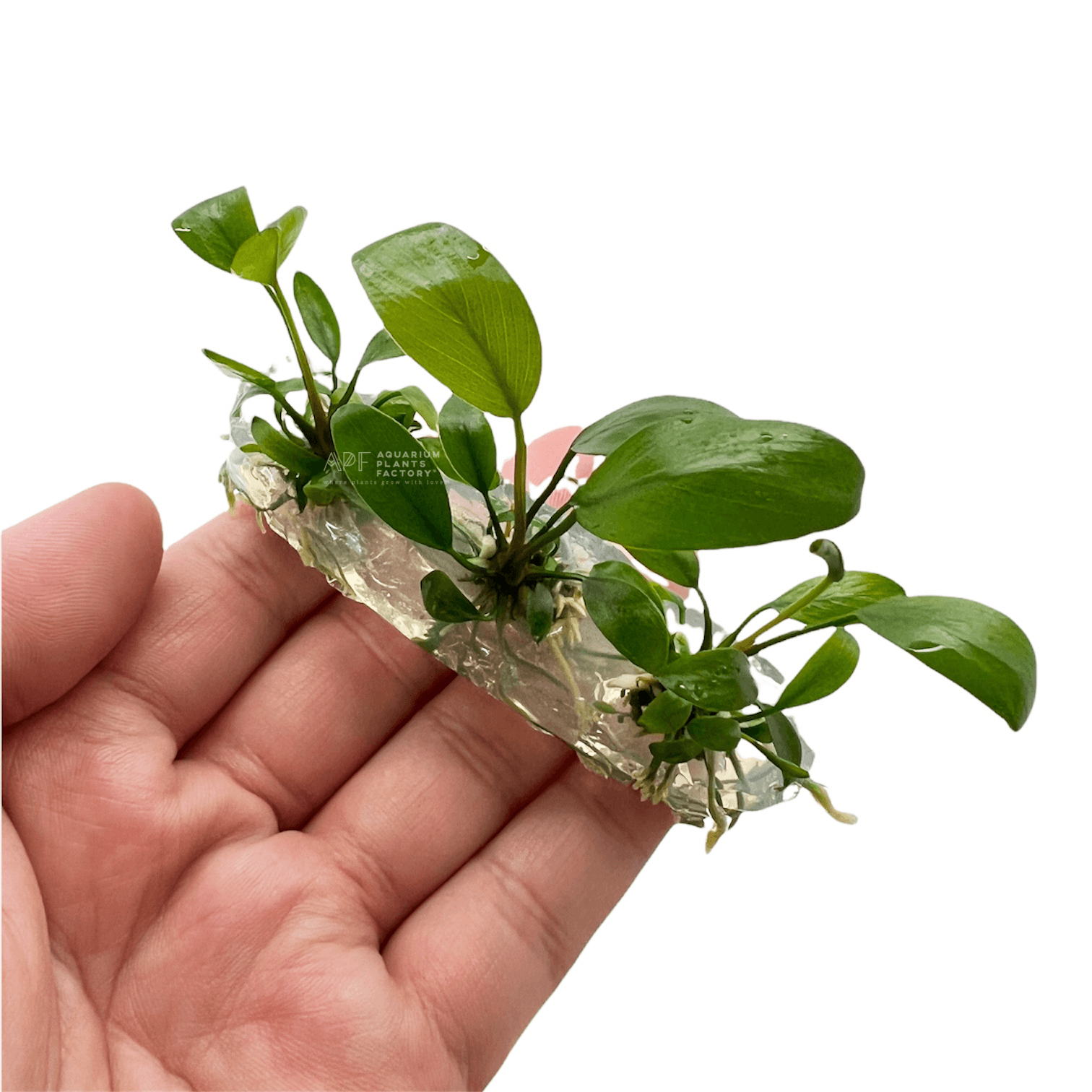 Anubias Hastifolia Tissue Culture APF Aquarium Plants Factory®