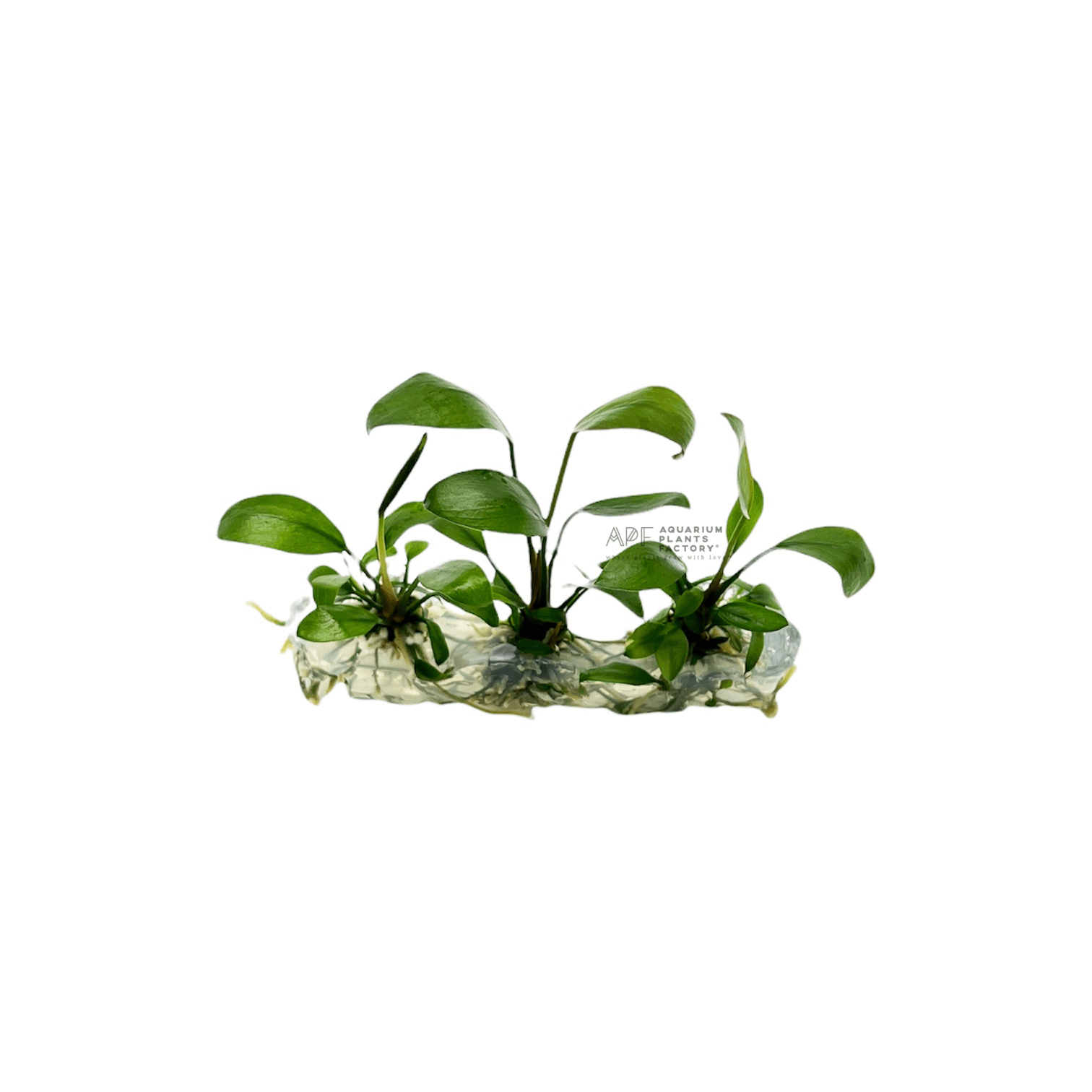 Anubias Hastifolia Tissue Culture APF Aquarium Plants Factory®