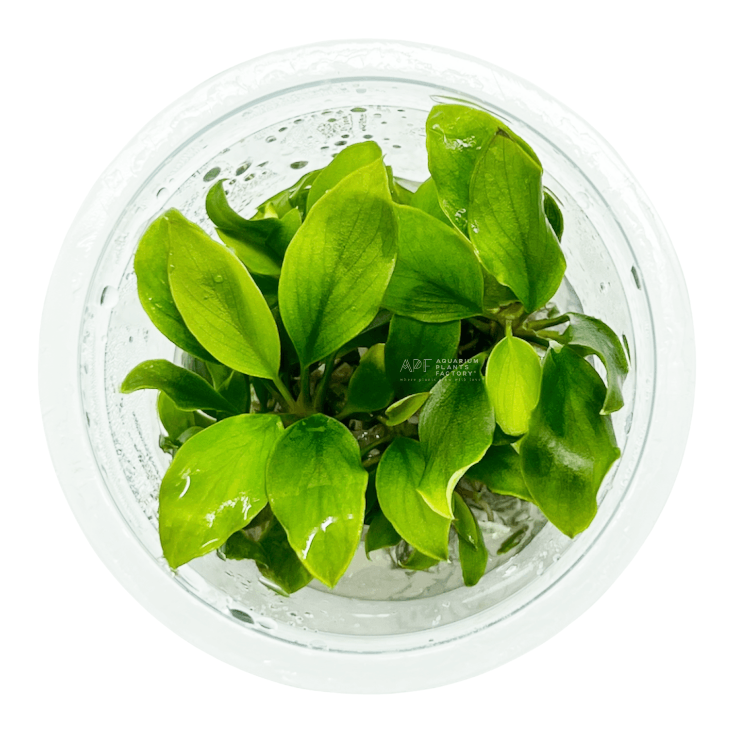 Anubias Gilletii In Vitro Tissue Culture APF Aquarium Plants Factory®