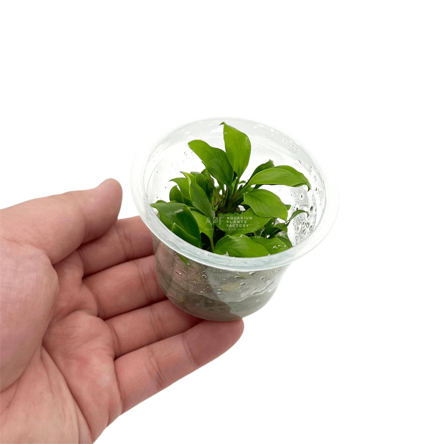 Anubias Gilletii In Vitro Tissue Culture APF Aquarium Plants Factory®