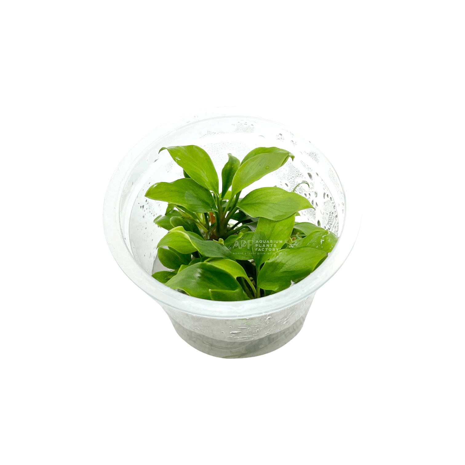 Anubias Gilletii In Vitro Tissue Culture APF Aquarium Plants Factory®