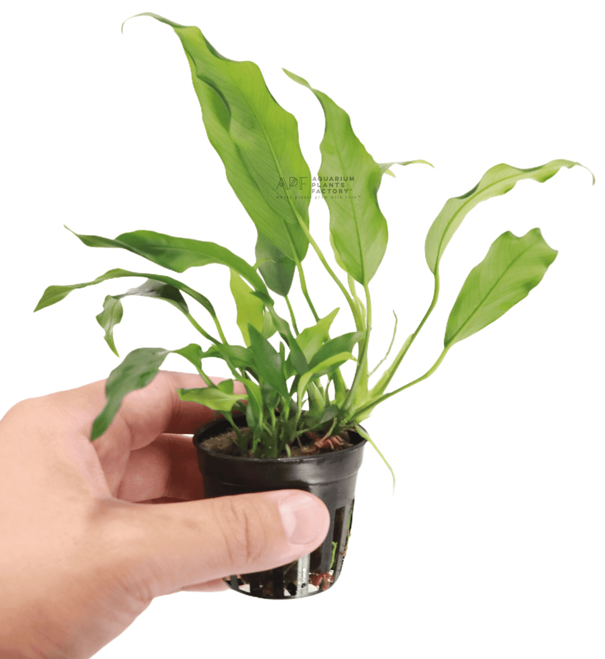 Anubias Glabra / Minima