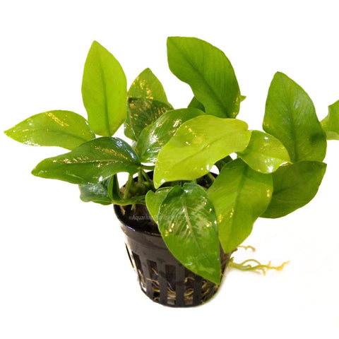 Anubias Golden Nana