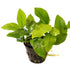 Anubias Golden Nana - Aquarium Plants Factory