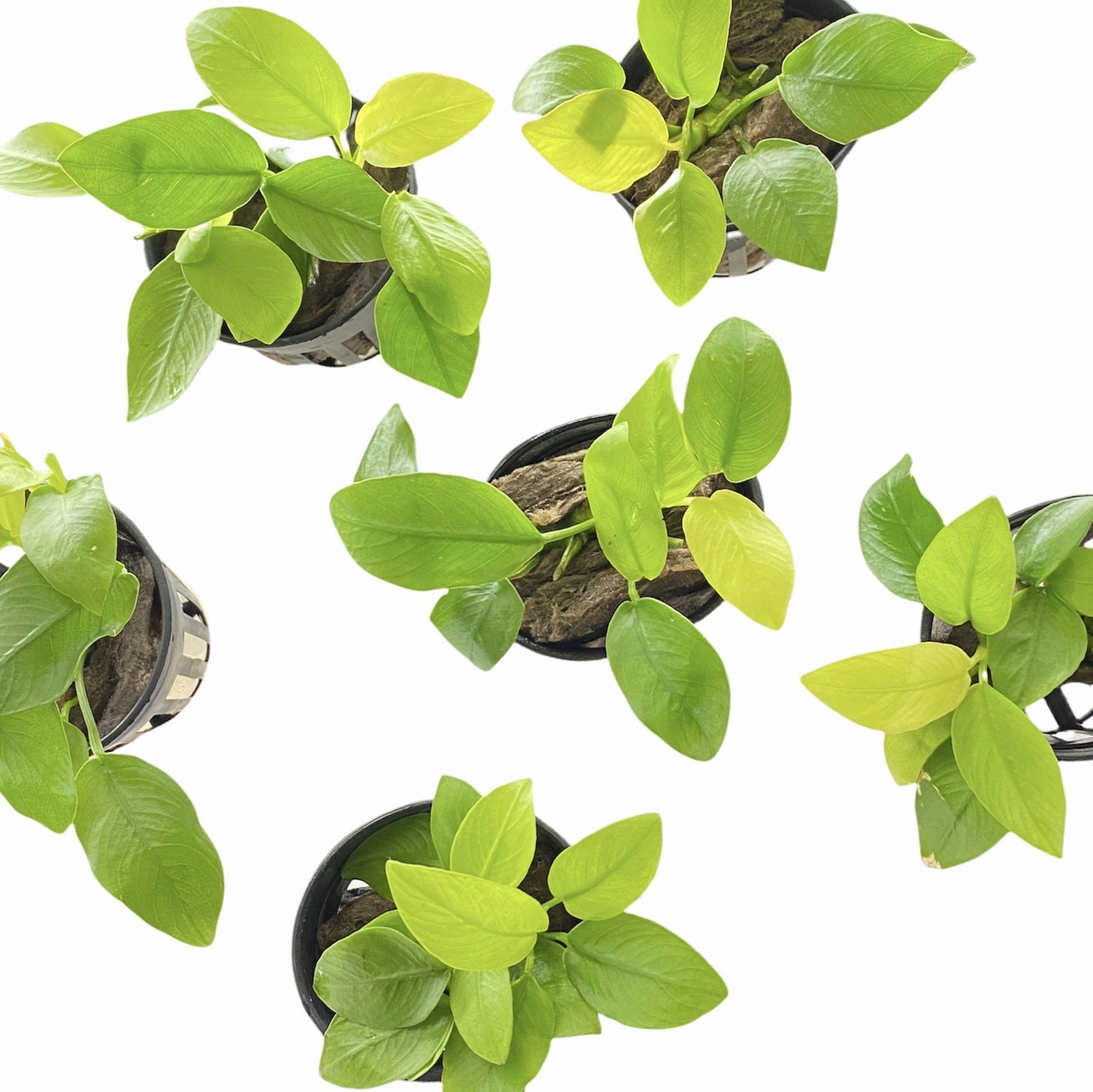 Anubias Golden Nana - Aquarium Plants Factory