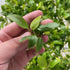 Close-up of Anubias Golden Nana aquatic plant with bright golden green leaves