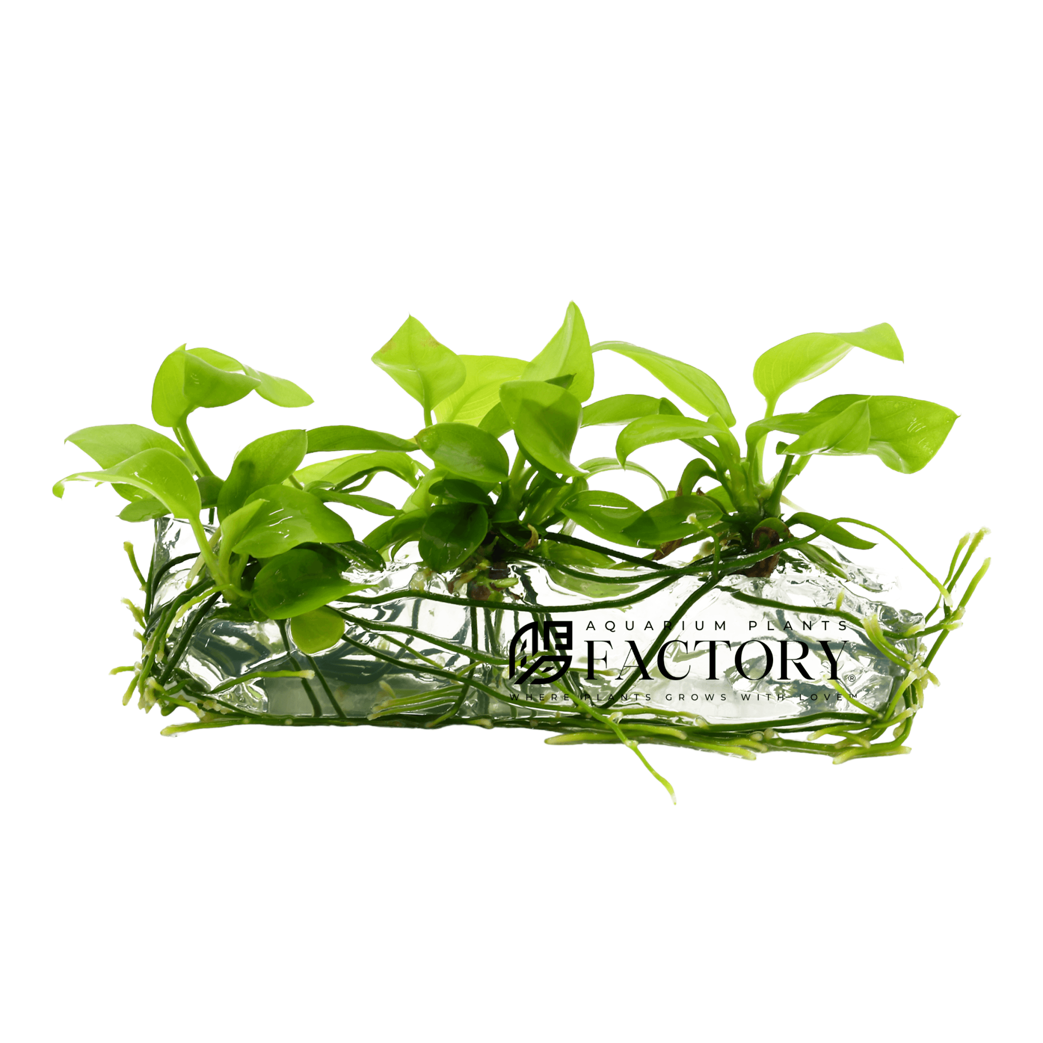 Anubias Golden Nana Tissue Culture APF Aquarium Plants Factory®