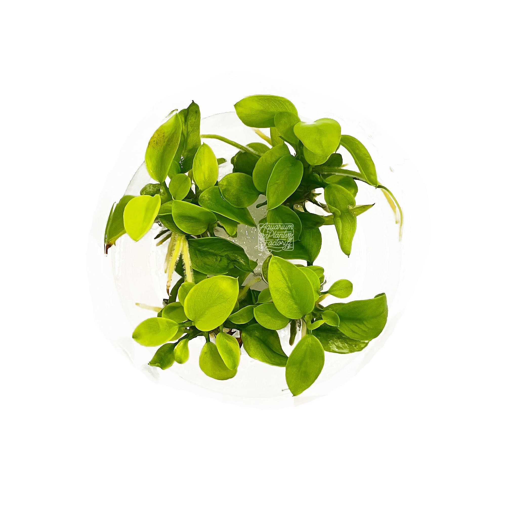 Anubias Golden Nana - Tissue Culture - Aquarium Plants Factory