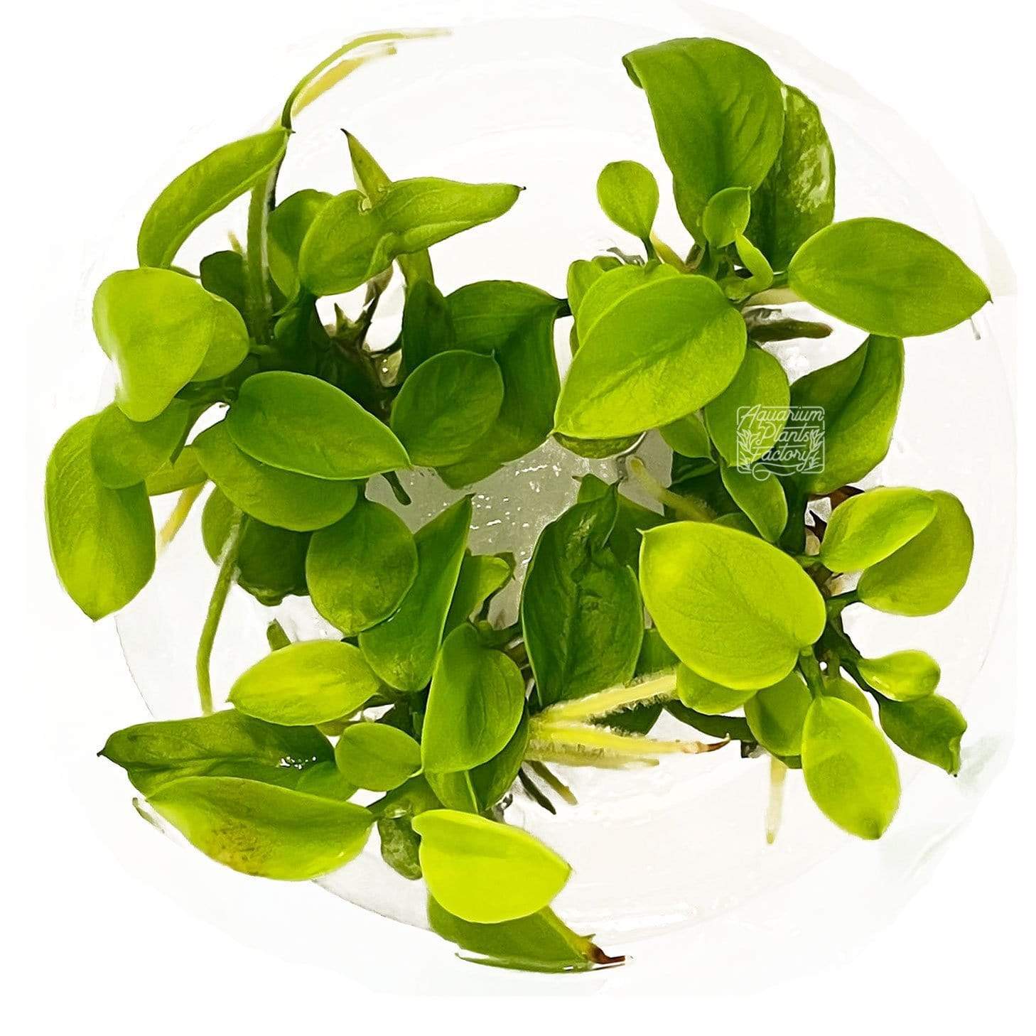 Anubias Golden Nana - Tissue Culture - Aquarium Plants Factory