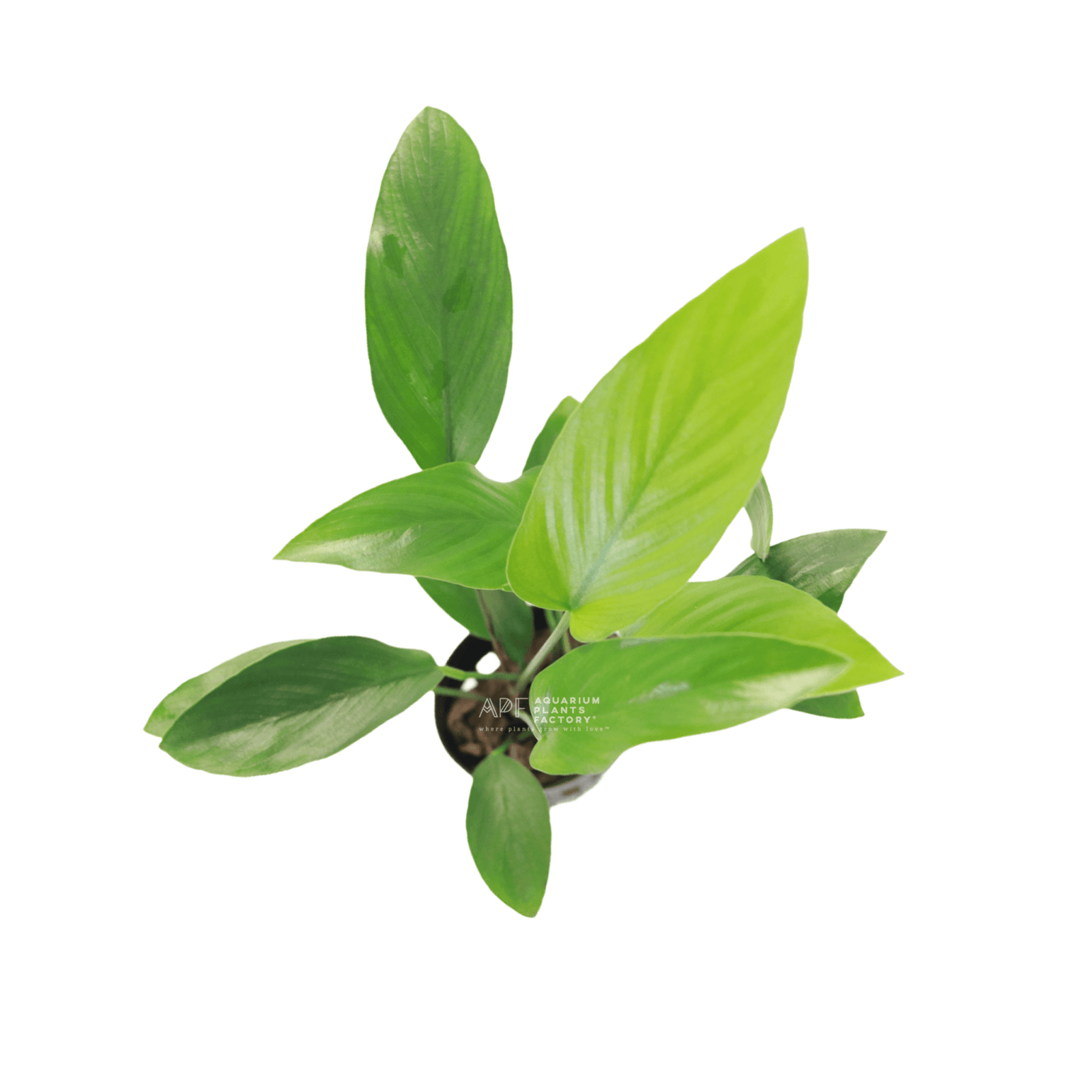 Anubias Hastifolia / Anubias Gracilis | APF Aquarium Plants Factory