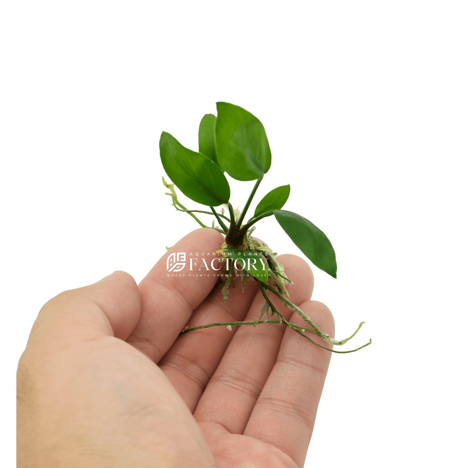 Anubias Hastifolia / Anubias Gracilis / Anubias Gigantea Aquarium Plants Factory®