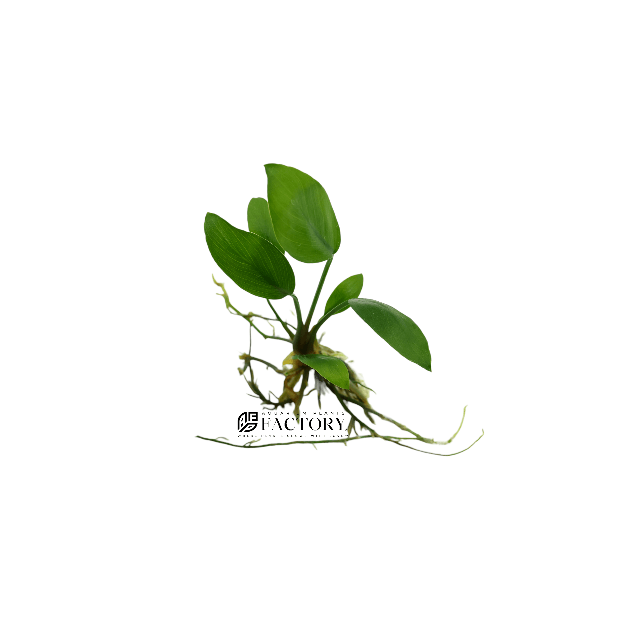 Anubias Hastifolia [Mini Size] Aquarium Plants Factory®