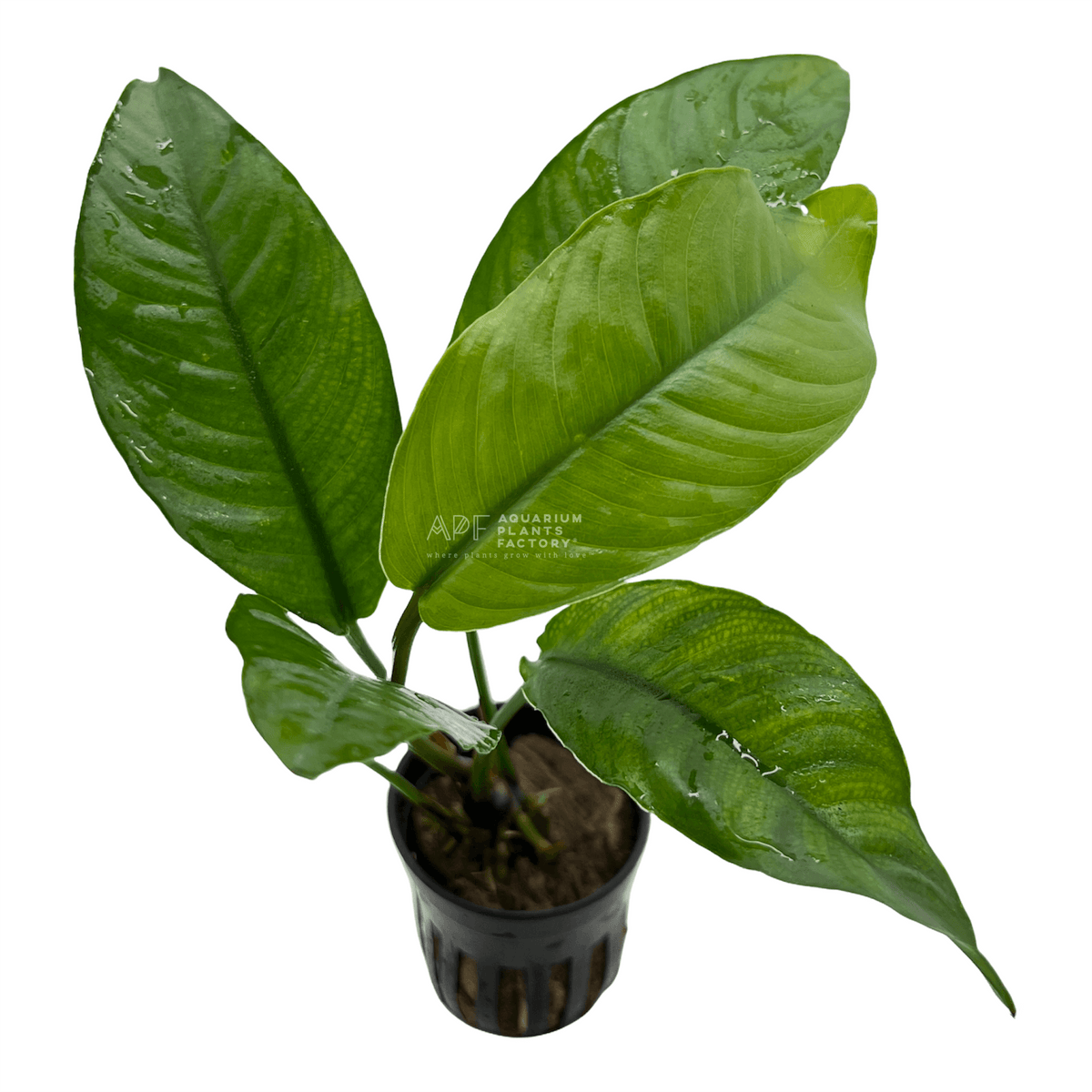 Anubias Heterophylla aquarium plant