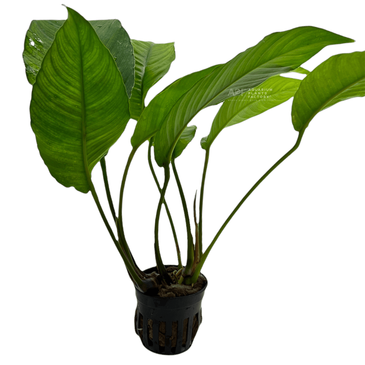 Anubias Heterophylla Potted APF Aquarium Plants Factory®