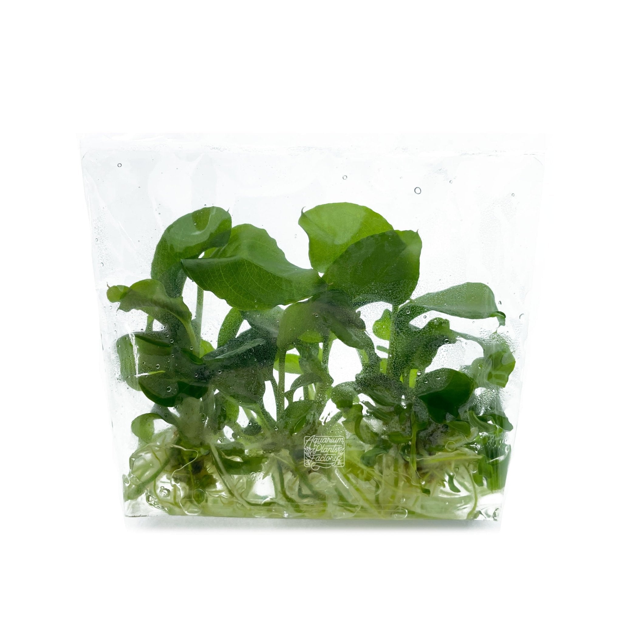 Anubias Heterophylla - Tissue Culture - Aquarium Plants Factory