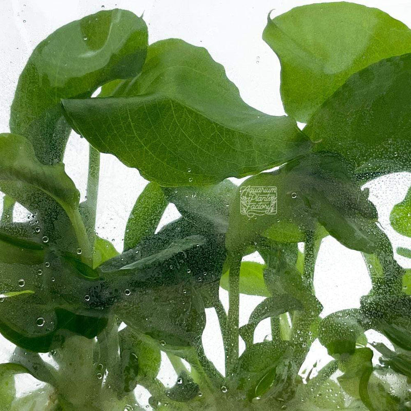 Anubias Heterophylla - Tissue Culture - Aquarium Plants Factory
