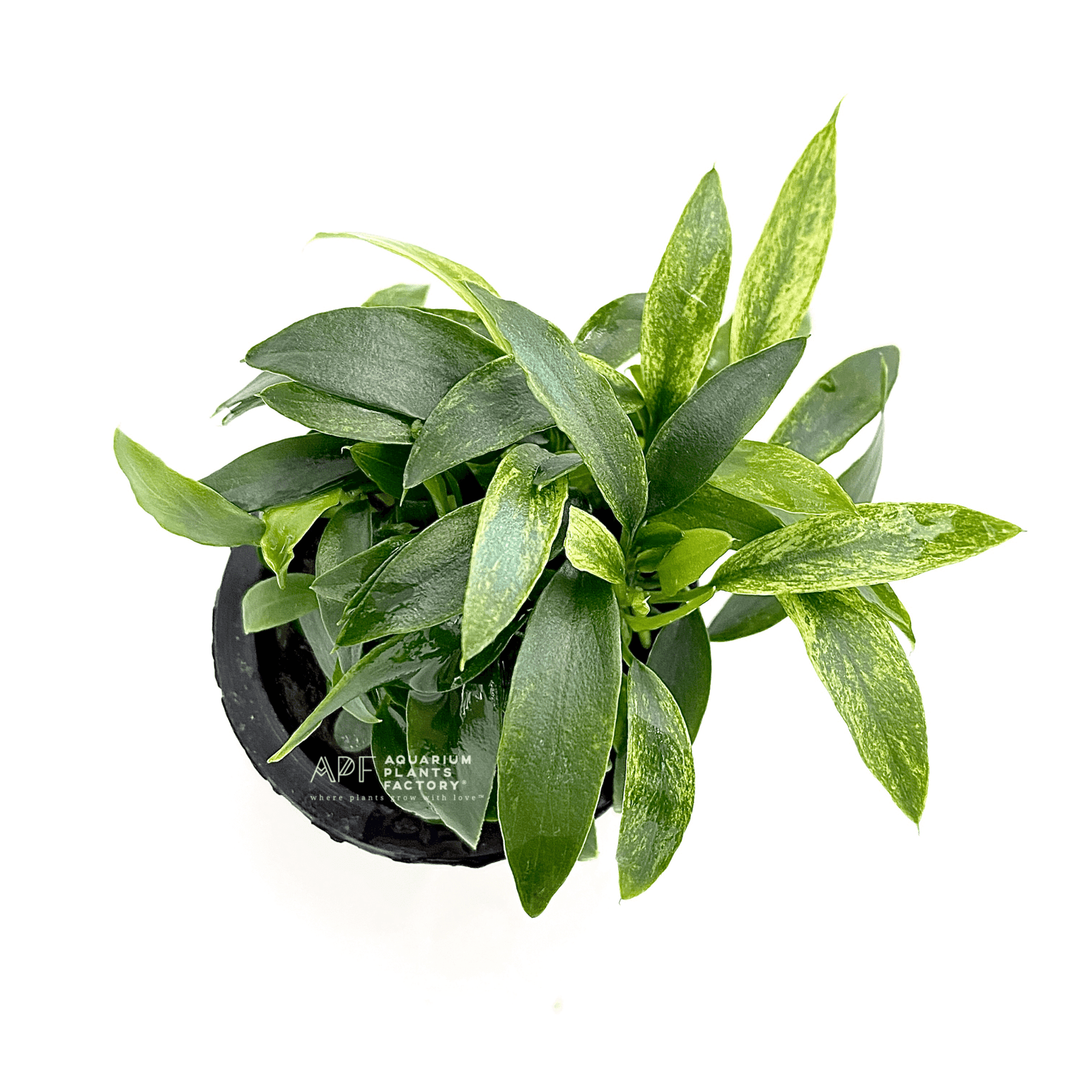 Anubias Jalapeño - Aquarium Plants Factory