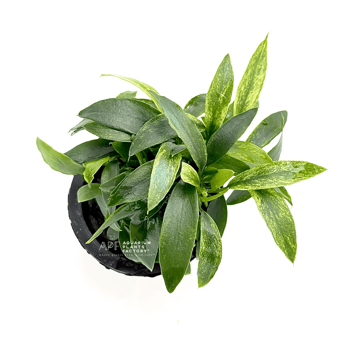 Anubias Jalapeño