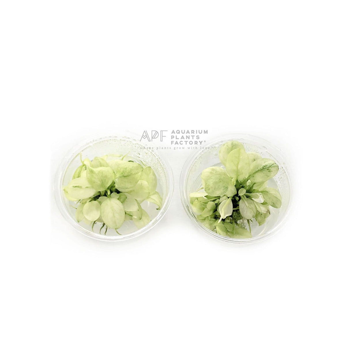 Anubias Marble White - Nano Tissue Culture Cup, photo 2