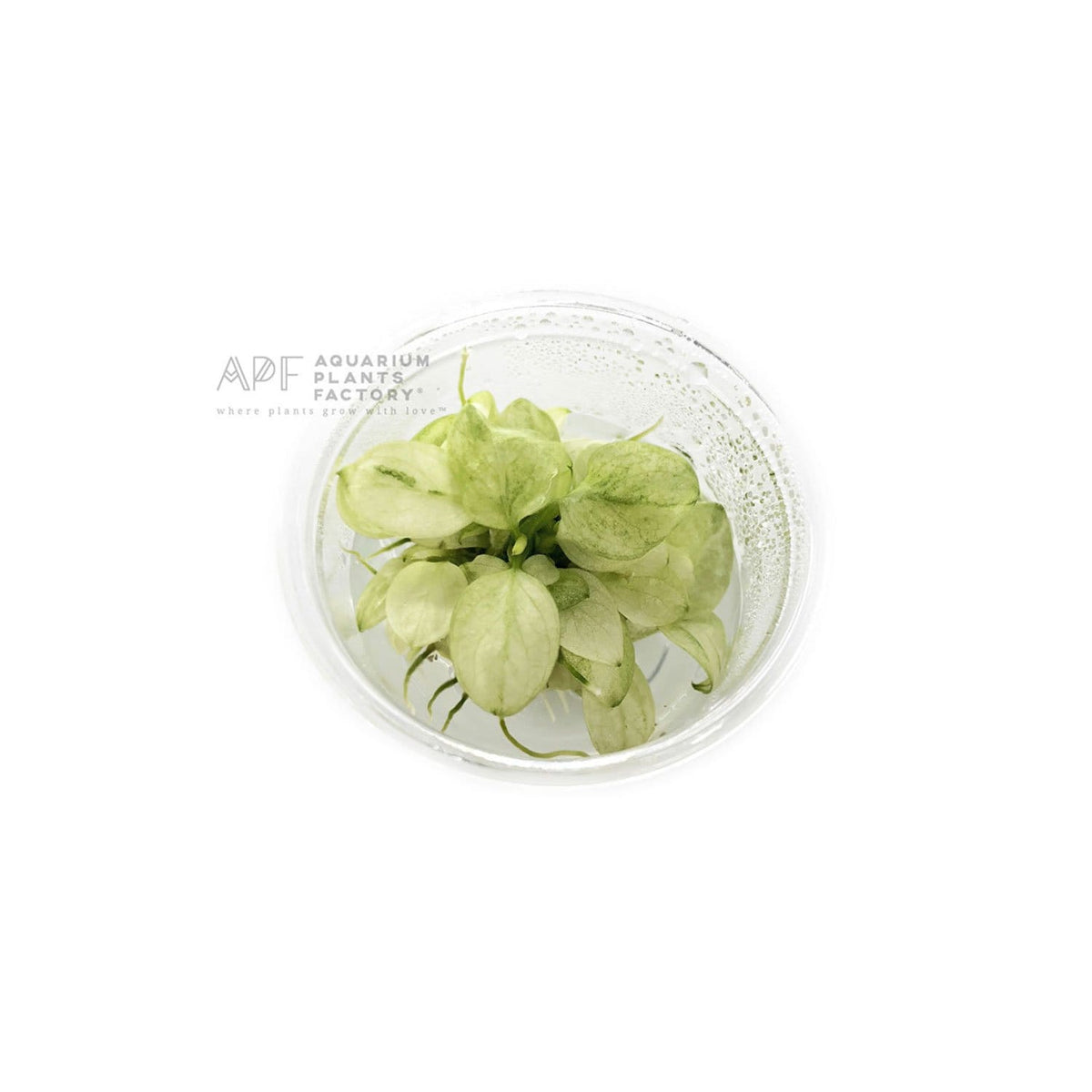 Anubias Marble White - Nano Tissue Culture Cup