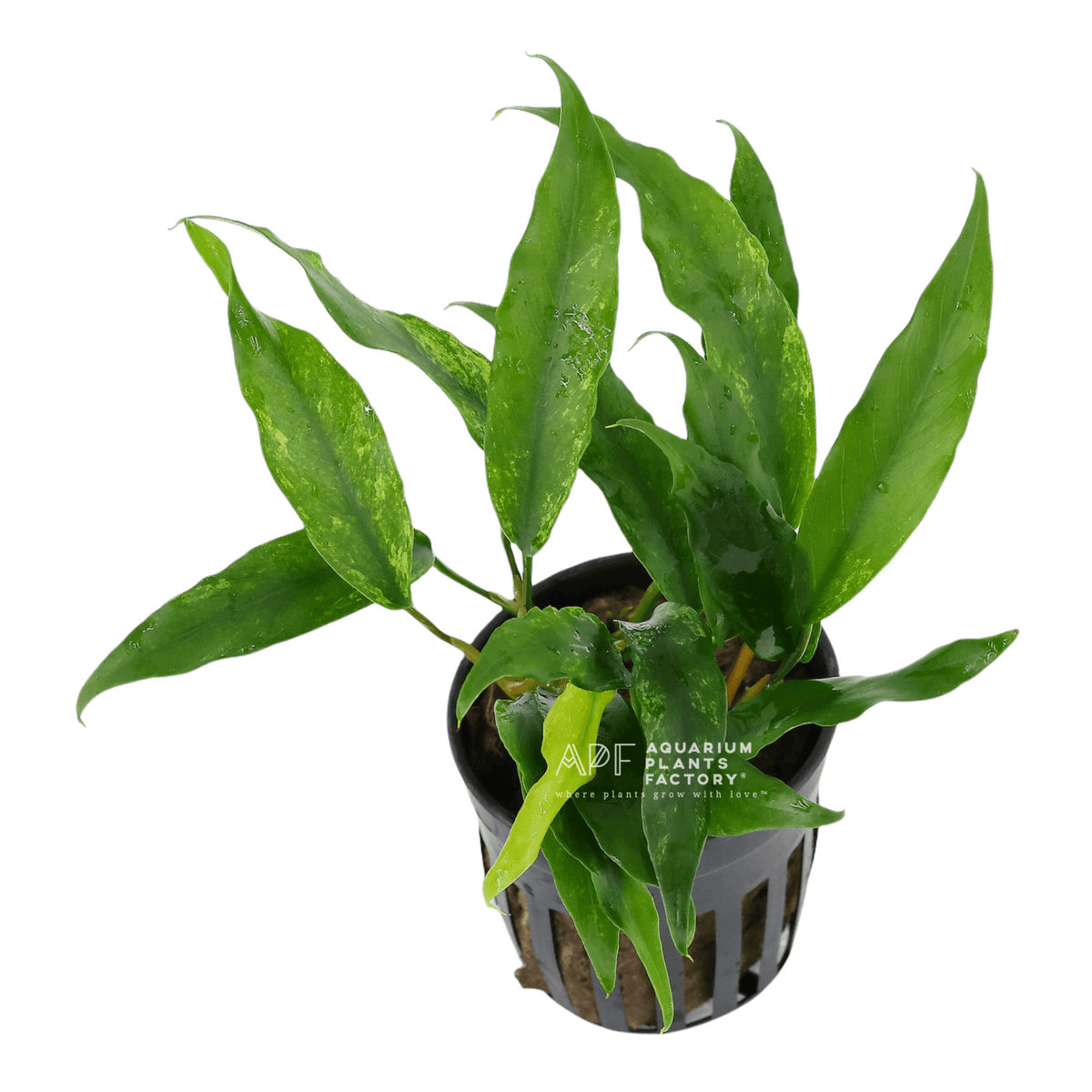 Anubias Minima aquarium plant