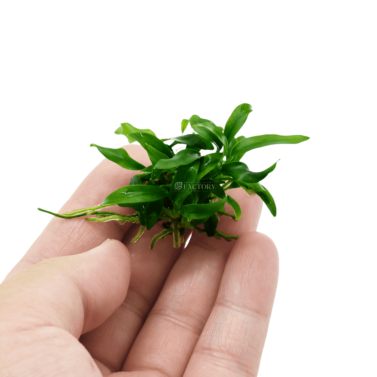 Anubias Minima Dragon Claw is a unique and hardy aquatic plant, perfect for both novice and seasoned aquarists. Its distinctive, claw-like leaves add a dramatic flair to any tank, making it a prized choice for aquarium enthusiasts.