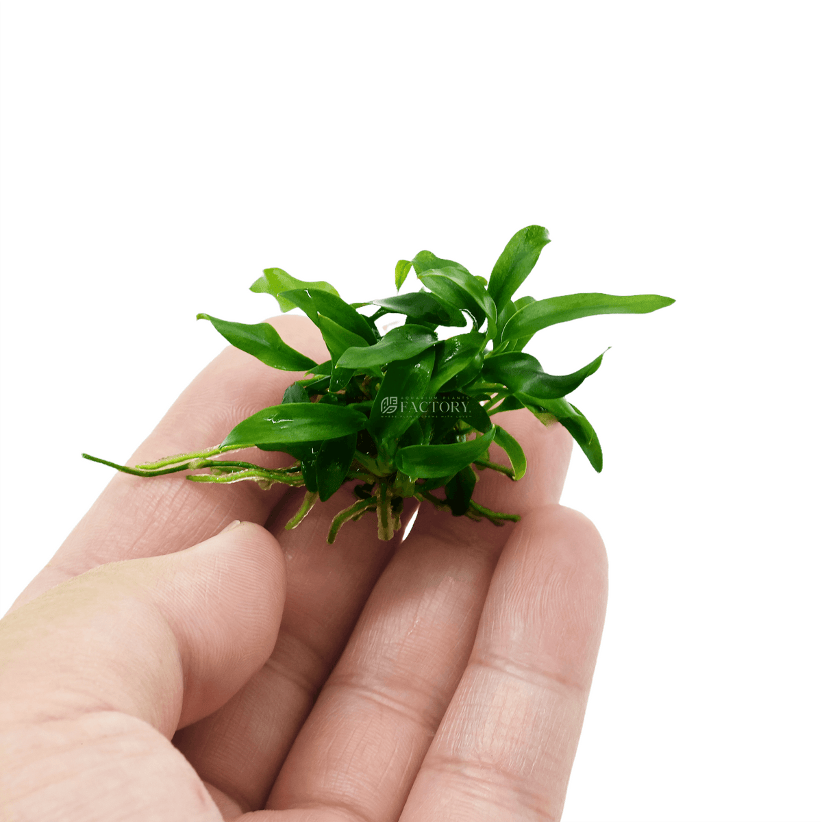 Anubias Minima Dragon Claw aquarium plant