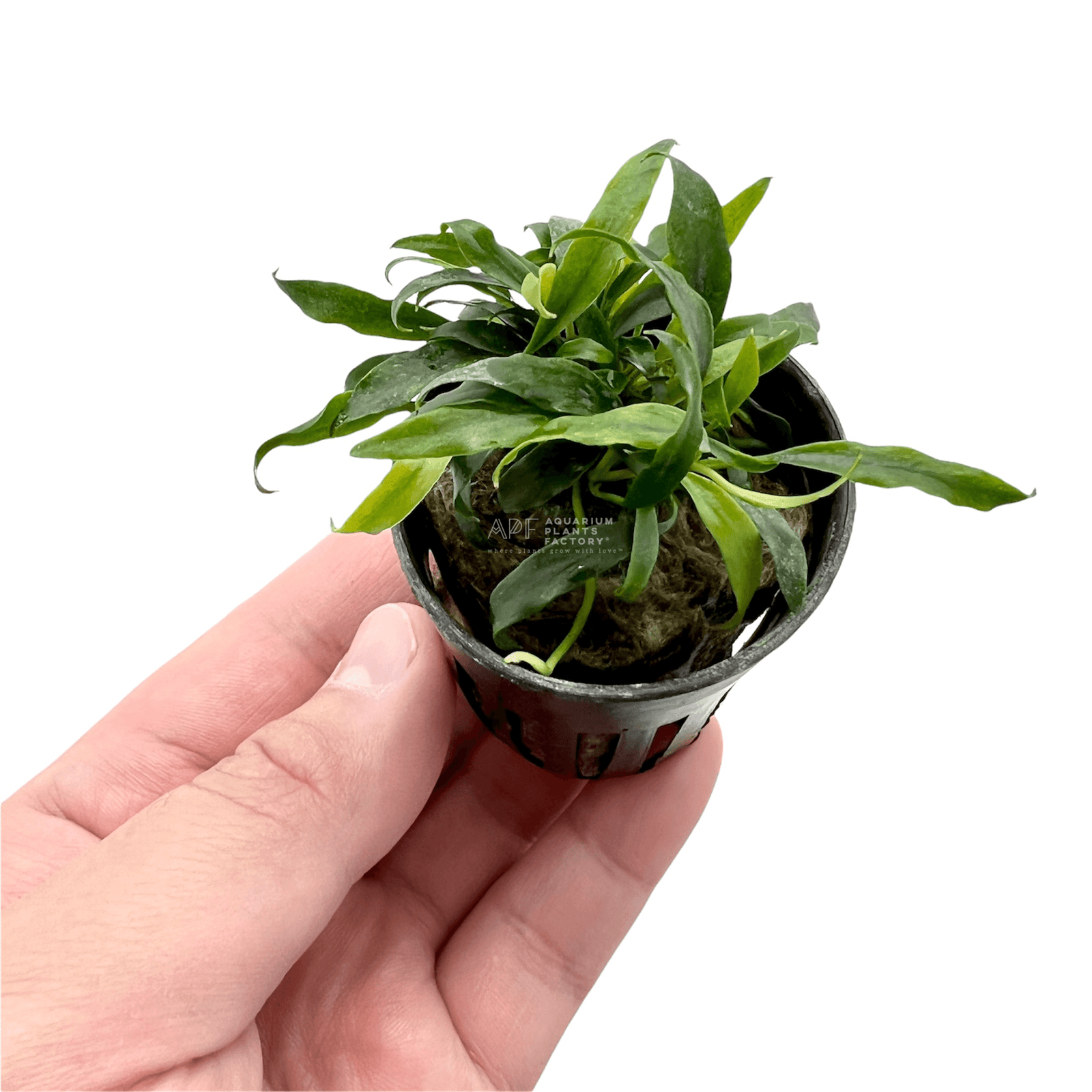 Anubias Minima Dragon Claw features elongated, dark green leaves that resemble dragon claws. This striking appearance makes it a standout in any aquarium setup. Despite its dramatic look, it remains compact and manageable, ideal for various aquascaping styles.