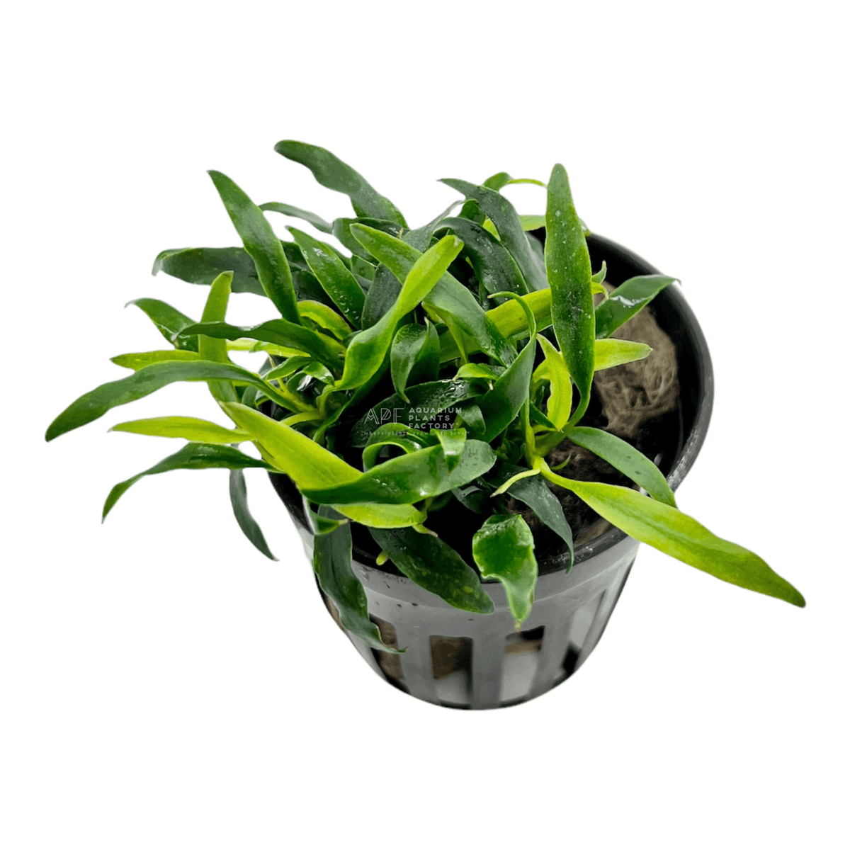 Anubias Minima Dragon Claw aquarium plant, photo 2