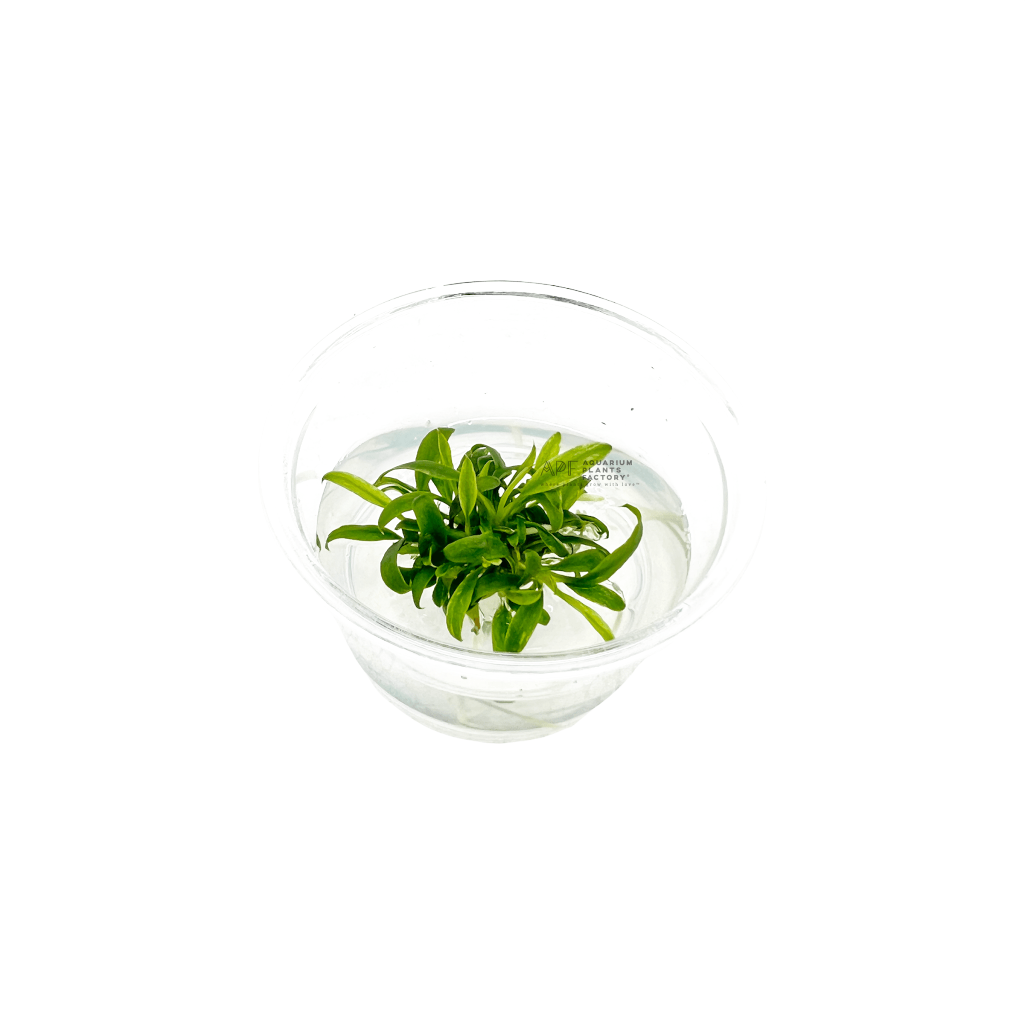 Anubias Minima Dragon Claw APF Aquarium Plants Factory® Tissue Culture